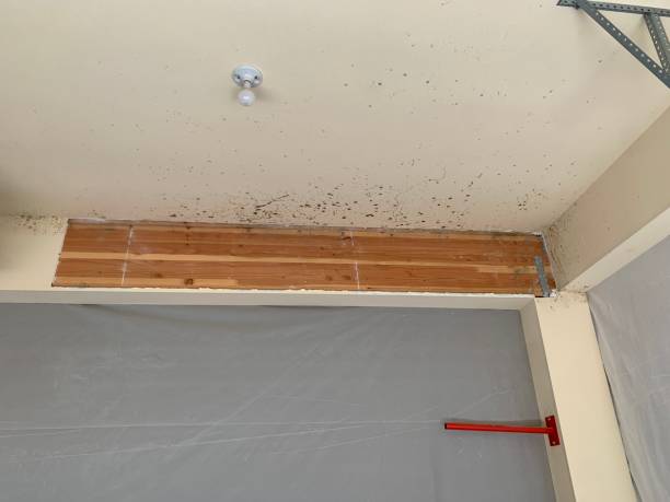 Reliable Surprise, AZ Mold Removal Solutions